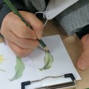 보태니컬 아트(기초) 이미지