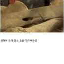 15세기 병사들의 유골 이미지