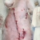 다나은동물병원 이미지