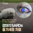 갑자기 어둠이 찾아온 강아지, SARDs(급성후천성망막변성증후군) 및 간부전 줄기세포 치료