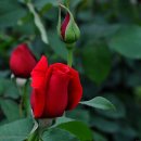 장미공원B 이미지