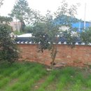 배나무민박 이미지