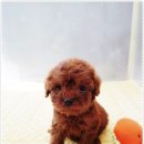 개네가 고양이네 이미지