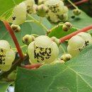 도깨비민박 이미지