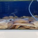 팔팔곰장어 이미지