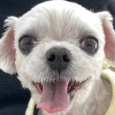 안동동물의료센터 이미지