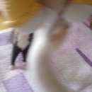 새콤이달콤이