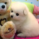 못된 강아지 이미지