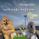 환영목장 | 강원도 애견동반 양떼목장 헷갈림 주의 하늘목장 바람 심한 날 후기 총정리 (트랙터·입장료·포토존)