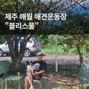 제주 애월 애견운동장 블리스풀 | 천연잔디 애견카페