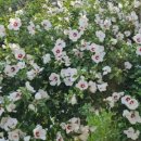 무궁화공원 농구장 이미지