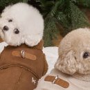 아이도그 이미지