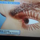 영광기름