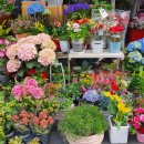 영플라워 이미지