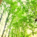 부평공원 Daum카페