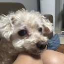 닥엔돈스관양점