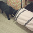 코코보노 고양이호텔 이미지