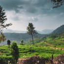 장골로가로수 이미지