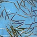 양오낚시터 이미지