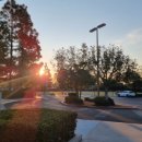 시온반점 이미지