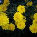 부용농장 이미지