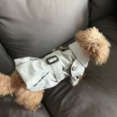 강아지 뷰티 이미지