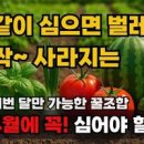 9월텃밭 작물 수확! 텃밭시장 멜론, 가지, 오이, 수박 따기 이미지