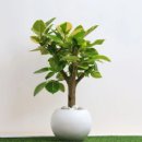 식물로부터 이미지