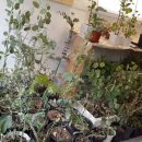 구스퍼니 이미지