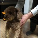 애견사랑 이미지