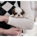 군포상가(아이군포A) | 군포시츄분양 후기 – 순하고 사랑스러운 아이를 찾는다면 정말 추천!