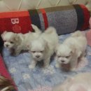 그루머웅 이미지