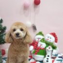 왈왈이발소 이미지