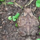 두꺼비(이명 : 더터비. 두텁. 둗거비. 섬여. 섬제. 나하마) 이미지