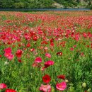 월곡마을 이미지