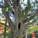 blue yellow house 이미지