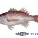 송학초밥 이미지
