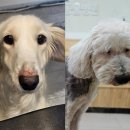 가나동물병원 이미지