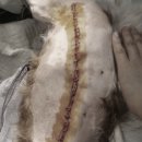 다나은 동물병원 이미지