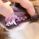 A플러스덴탈 이미지