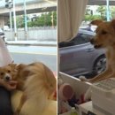 댕댕이미용실 이미지