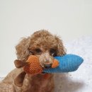 이천축산업협동조합동물병원 | 이천동물병원 아이온, 우리 강아지 트라우마 극복!