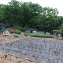 해남 토종 밤고구마 500개 심고 이미지