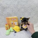봉산동 강아지 이미지