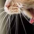 뭉치동물약국 이미지