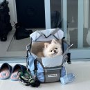 올데이독 | 아직 남은 이사 적응기