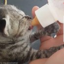 아기애견 이미지