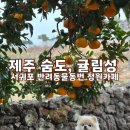 서귀포 청소년문화의전당 | 제주 숨도 귤림성 후기 | 서귀포 애견동반 정원카페, 산책하고 사진 찍기 좋았던 곳