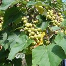 약이되는 나무 오동나무 잎- 열매의 효능 이미지