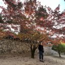 1008 | 🍂 [산행한끼] 청도 운문사 · 사리암 산행 후기1008계단 오르고 절밥 한 끼, 가을 힐링코스 완성